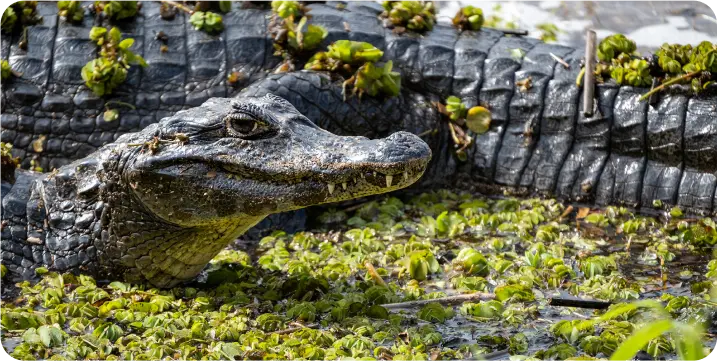 imagen de Corrientes